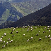 Spring is the best time of the year to eat lamb meat.