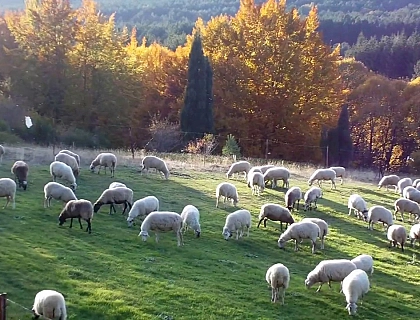 El valor de la sostenibilidad en la carne de cordero